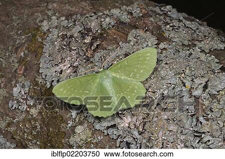 "Large Emerald Moth (Geometra papilionaria), adult, resting on lichen covered bark, Norfolk, England, United Kingdom, Europe" View Large Photo Image Stock Image - "Large Emerald Moth (Geometra papilionaria), adult, resting on lichen covered bark, Norfolk, England, United Kingdom, Europe". Fotosearch