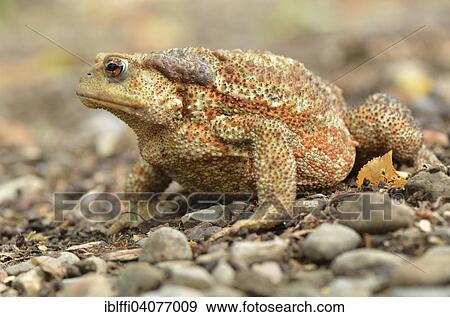 "Large female of the Mediterranean Common Toad (Bufo bufo spinosus), Garfagnana, Tuscany, Italy, Europe" View Large Photo Image Stock Photo - "Large female of the Mediterranean Common Toad (Bufo bufo spinosus), Garfagnana, Tuscany, Italy, Europe". Fotosearch