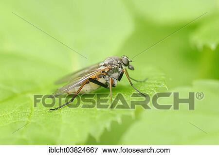 "Large Fleck-winged Snipefly (Rhagio notatus), North Rhine-Westphalia, Germany, Europe" View Large Photo Image Stock Photo - "Large Fleck-winged Snipefly (Rhagio notatus), North Rhine-Westphalia, Germany, Europe". Fotosearch