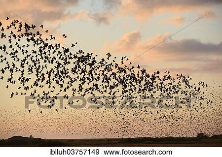"Large flock of Starlings (Sturnus vulgaris) during an evening flight to the roost, Aventoft, North Frisia, Schleswig-Holstein, Germany, Europe" View Large Photo Image Stock Photo - "Large flock of Starlings (Sturnus vulgaris) during an evening flight to the roost, Aventoft, North Frisia, Schleswig-Holstein, Germany, Europe". Fotosearch