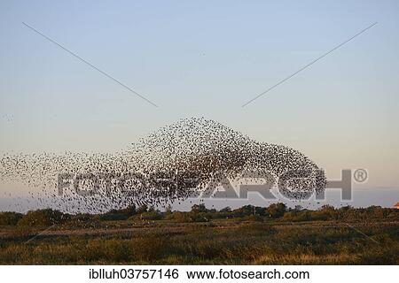 Stock Photograph - "Large flock of Starlings (Sturnus vulgaris) during an evening flight to the roost, Aventoft, North Frisia, Schleswig-Holstein, Germany, Europe". Fotosearch