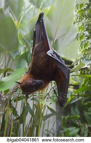 Stock Image - "Large Flying Fox (Pteropus vampyrus) hanging in a tree, Bali, Indonesia, Asia". Fotosearch
