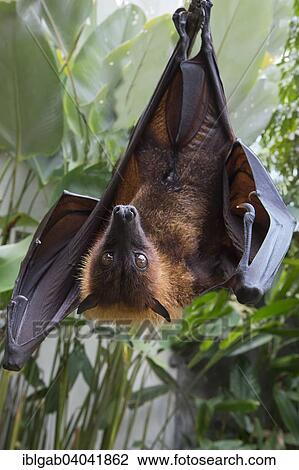 "Large Flying Fox (Pteropus vampyrus) hanging in a tree, Bali, Indonesia, Asia" View Large Photo Image Stock Image - "Large Flying Fox (Pteropus vampyrus) hanging in a tree, Bali, Indonesia, Asia". Fotosearch