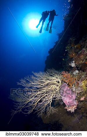 Stock Photo - "Large Gorgonian on a steep wall, scuba divers under water at back, silhouette, Pazifik, Queensland, Pazifik, Australia, Oceania". Fotosearch