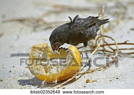 "Large Ground Finch (Geospiza magnirostris), Genovesa Island, Galapagos Islands, UNESCO World Natural Heritage Site, Ecuador, South America" View Large Photo Image Stock Photo - "Large Ground Finch (Geospiza magnirostris), Genovesa Island, Galapagos Islands, UNESCO World Natural Heritage Site, Ecuador, South America". Fotosearch