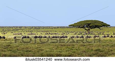 Stock Image - "Large herd of Blue Wildebeest (Connochaetes taurinus) passing a solitary tree in the southern Serengeti, Serengeti, Tanzania, Africa". Fotosearch