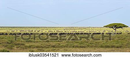 "Large herd of Blue Wildebeest (Connochaetes taurinus) passing a solitary tree in the southern Serengeti, Serengeti, Tanzania, Africa" View Large Photo Image Stock Image - "Large herd of Blue Wildebeest (Connochaetes taurinus) passing a solitary tree in the southern Serengeti, Serengeti, Tanzania, Africa". Fotosearch