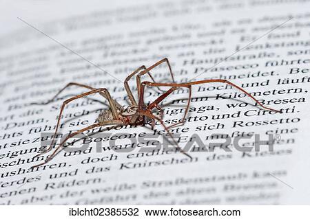 "Large House Spider (Tegenaria atrica) on a book, North Rhine-Westphalia, Germany, Europe" View Large Photo Image Stock Image - "Large House Spider (Tegenaria atrica) on a book, North Rhine-Westphalia, Germany, Europe". Fotosearch