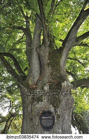"Large-leaved Lime (Tilia platyphyllos), dedicated to the Swedish Queen Victoria, Mainau, Baden-Wurttemberg, Germany, Europe" View Large Photo Image Picture - "Large-leaved Lime (Tilia platyphyllos), dedicated to the Swedish Queen Victoria, Mainau, Baden-Wurttemberg, Germany, Europe". Fotosearch
