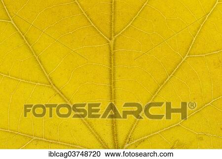 Stock Image - "Large-leaved Lime (Tilia platyphyllos) leaf structure in transmitted light, autumnal colour, detail, city centre, Frankfurt am Main, Hesse, Germany, Europe". Fotosearch