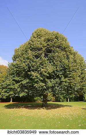"Large-leaved Lime (Tilia platyphyllos) in autumn, North Rhine-Westphalia, Germany, Europe" View Large Photo Image Stock Photo - "Large-leaved Lime (Tilia platyphyllos) in autumn, North Rhine-Westphalia, Germany, Europe". Fotosearch