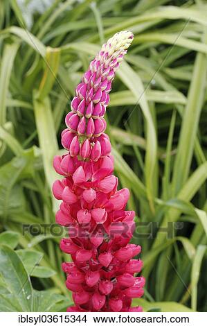 "Large-leaved Lupine (Lupinus polyphyllus), botanical gardens of The Eden Project, St Austell, Cornwall, England, United Kingdom, Europe" View Large Photo Image Picture - "Large-leaved Lupine (Lupinus polyphyllus), botanical gardens of The Eden Project, St Austell, Cornwall, England, United Kingdom, Europe". Fotosearch