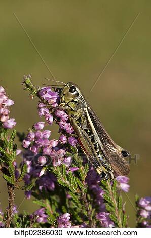 "Large Marsh Grasshopper (Stethophyma grossum), resting on flowering heather, Crockford Bridge, New Forest, Hampshire, England, United Kingdom, Europe" View Large Photo Image Stock Image - "Large Marsh Grasshopper (Stethophyma grossum), resting on flowering heather, Crockford Bridge, New Forest, Hampshire, England, United Kingdom, Europe". Fotosearch