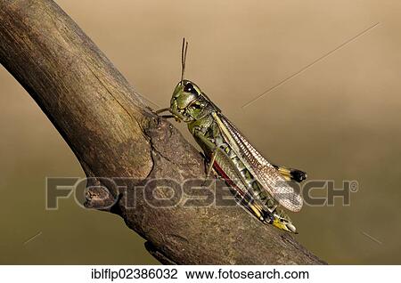 Stock Image - "Large Marsh Grasshopper (Stethophyma grossum), adult, resting on branch, Crockford Bridge, New Forest, Hampshire, England, United Kingdom, Europe". Fotosearch