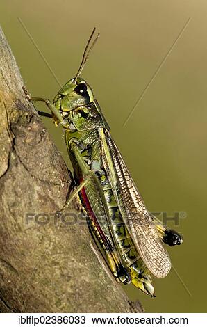 "Large Marsh Grasshopper (Stethophyma grossum), resting on branch, Crockford Bridge, New Forest, Hampshire, England, United Kingdom, Europe" View Large Photo Image Stock Image - "Large Marsh Grasshopper (Stethophyma grossum), resting on branch, Crockford Bridge, New Forest, Hampshire, England, United Kingdom, Europe". Fotosearch