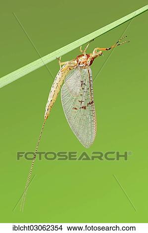 "Large Mayfly (Ephemera danica), North Rhine-Westphalia, Germany, Europe" View Large Photo Image Picture - "Large Mayfly (Ephemera danica), North Rhine-Westphalia, Germany, Europe". Fotosearch