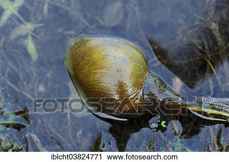 "Large Pond Snail (Lymnaea stagnalis), North Rhine-Westphalia, Germany, Europe" View Large Photo Image Stock Image - "Large Pond Snail (Lymnaea stagnalis), North Rhine-Westphalia, Germany, Europe". Fotosearch