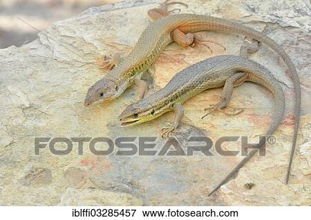 Stock Photo - "Large Psammodromus (Psammodromus algirus), pair basking in the sun on rocks, Aljezur, Faro District, Portugal, Europe". Fotosearch