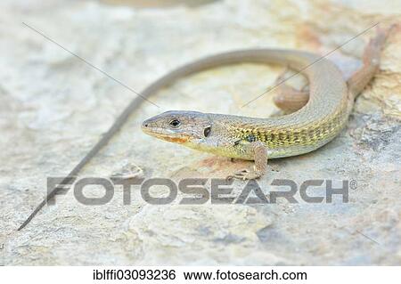 Stock Photograph - "Large Psammodromus (Psammodromus algirus), adult female on a rock, Aljezur, Faro District, Portugal, Europe". Fotosearch