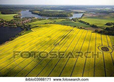 "Large rape field with circular irrigation patterns, Priepert, Mecklenburg Lake District, Mecklenburg-Western Pomerania, Germany, Europe" View Large Photo Image Stock Image - "Large rape field with circular irrigation patterns, Priepert, Mecklenburg Lake District, Mecklenburg-Western Pomerania, Germany, Europe". Fotosearch