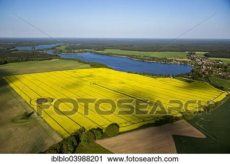 "Large rape field with circular irrigation pattern, Priepert, Mecklenburg Lake District, Mecklenburg-Western Pomerania, Germany, Europe" View Large Photo Image Stock Image - "Large rape field with circular irrigation pattern, Priepert, Mecklenburg Lake District, Mecklenburg-Western Pomerania, Germany, Europe". Fotosearch