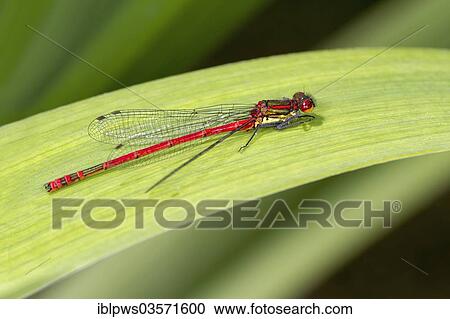 Stock Image - "Large red damselfly (Pyrrhosoma nymphula), perched on a reed, Bridgend, Wales, United Kingdom, Europe". Fotosearch