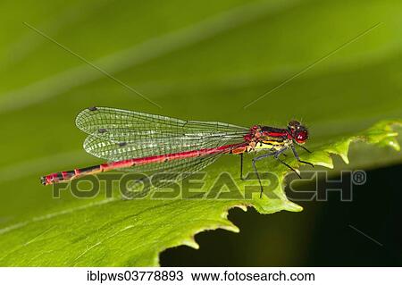 "Large Red Damselfly (Pyrrhosoma nymphula), on a leaf, Wales, United Kingdom, Europe" View Large Photo Image Stock Image - "Large Red Damselfly (Pyrrhosoma nymphula), on a leaf, Wales, United Kingdom, Europe". Fotosearch