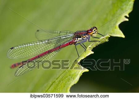 "Large red damselfly (Pyrrhosoma nymphula), perched on a leaf, Bridgend, Wales, United Kingdom, Europe" View Large Photo Image Stock Photo - "Large red damselfly (Pyrrhosoma nymphula), perched on a leaf, Bridgend, Wales, United Kingdom, Europe". Fotosearch