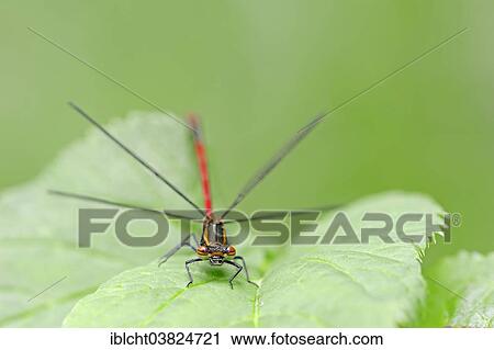 "Large Red Dragonfly (Pyrrhosoma nymphula), male, North Rhine-Westphalia, Germany, Europe" View Large Photo Image Stock Image - "Large Red Dragonfly (Pyrrhosoma nymphula), male, North Rhine-Westphalia, Germany, Europe". Fotosearch