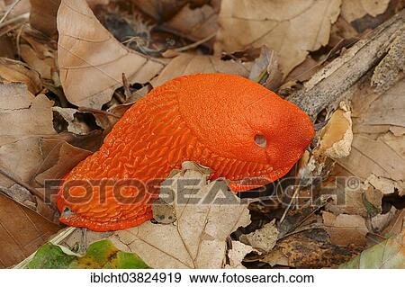 "Large Red Slug (Arion rufus) feeding on fungus North Rhine-Westphalia, Germany, Europe" View Large Photo Image Stock Photo - "Large Red Slug (Arion rufus) feeding on fungus North Rhine-Westphalia, Germany, Europe". Fotosearch