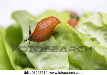"Large Red Slug (Arion rufus), on a lettuce leaf, Germany, Europe" View Large Photo Image Picture - "Large Red Slug (Arion rufus), on a lettuce leaf, Germany, Europe". Fotosearch
