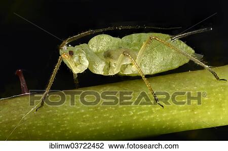 "Large Rose Aphid (Macrosiphum rosae), pest on a Rose (Rosa), macro shot, Baden-Wurttemberg, Germany, Europe" View Large Photo Image Stock Image - "Large Rose Aphid (Macrosiphum rosae), pest on a Rose (Rosa), macro shot, Baden-Wurttemberg, Germany, Europe". Fotosearch