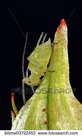 "Large Rose Aphid (Macrosiphum rosae), pest on a Rose (Rosa) bud, macro shot, Baden-Wurttemberg, Germany, Europe" View Large Photo Image Stock Image - "Large Rose Aphid (Macrosiphum rosae), pest on a Rose (Rosa) bud, macro shot, Baden-Wurttemberg, Germany, Europe". Fotosearch