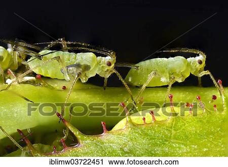 "Large Rose Aphids (Macrosiphum rosae), colony, pests on a Rose (Rosa) bud, macro shot, Baden-Wurttemberg, Germany, Europe" View Large Photo Image Stock Image - "Large Rose Aphids (Macrosiphum rosae), colony, pests on a Rose (Rosa) bud, macro shot, Baden-Wurttemberg, Germany, Europe". Fotosearch