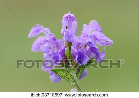 Stock Photo - "Large Self-heal (Prunella grandiflora), Upper Bavaria, Bavaria, Germany, Europe". Fotosearch