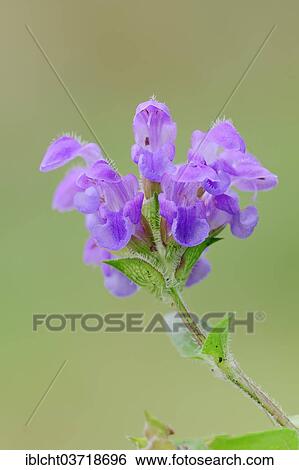 Stock Photograph - "Large Self-heal (Prunella grandiflora), Upper Bavaria, Bavaria, Germany, Europe". Fotosearch