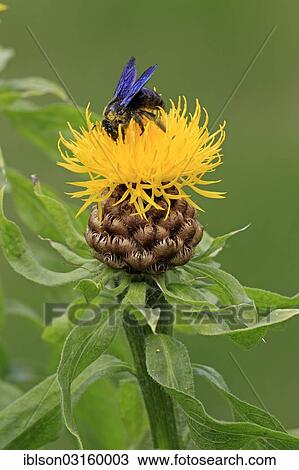 "Large Violet Carpenter Bee (Xylocopa violacea) sitting on a yellow flower, Ellerstadt, Rhineland-Palatinate, Germany, Europe" View Large Photo Image Stock Image - "Large Violet Carpenter Bee (Xylocopa violacea) sitting on a yellow flower, Ellerstadt, Rhineland-Palatinate, Germany, Europe". Fotosearch
