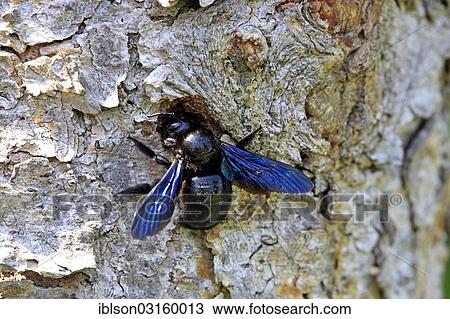 "Large Violet Carpenter Bee (Xylocopa violacea) at its nest, Ellerstadt, Rhineland-Palatinate, Germany, Europe" View Large Photo Image Stock Image - "Large Violet Carpenter Bee (Xylocopa violacea) at its nest, Ellerstadt, Rhineland-Palatinate, Germany, Europe". Fotosearch