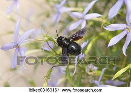 Stock Photo - "Large Violet Carpenter Bee (Xylocopa violacea), Marbach am Neckar, Baden-Wurttemberg, Germany, Europe". Fotosearch