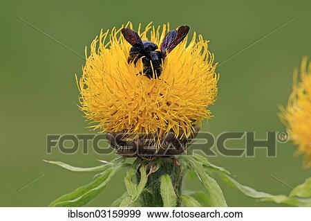 "Large Violet Carpenter Bee (Xylocopa violacea) sitting on a yellow flower, Ellerstadt, Rhineland-Palatinate, Germany, Europe" View Large Photo Image Stock Photo - "Large Violet Carpenter Bee (Xylocopa violacea) sitting on a yellow flower, Ellerstadt, Rhineland-Palatinate, Germany, Europe". Fotosearch