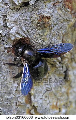"Large Violet Carpenter Bee (Xylocopa violacea) at its nest, Ellerstadt, Rhineland-Palatinate, Germany, Europe" View Large Photo Image Stock Photograph - "Large Violet Carpenter Bee (Xylocopa violacea) at its nest, Ellerstadt, Rhineland-Palatinate, Germany, Europe". Fotosearch