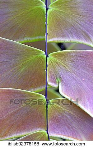 "Largeleaf maidenhair (Adiantum macrophyllum), leaves, South America" View Large Photo Image Stock Photo - "Largeleaf maidenhair (Adiantum macrophyllum), leaves, South America". Fotosearch