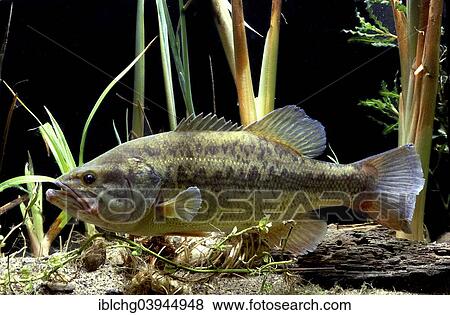 Largemouth Bass (Micropterus salmoides) View Large Photo Image Stock Photo - Largemouth Bass (Micropterus salmoides). Fotosearch
