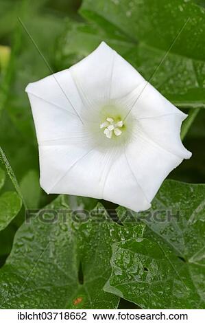 Stock Image - "Larger Bindweed, Rutland Beauty or Bugle Vine (Calystegia sepium, Convolvulus sepium), flower, North Rhine-Westphalia, Germany, Europe". Fotosearch