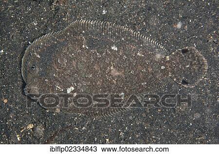 "Largescale Flounder (Engyprosopon grandisquama), adult, camouflaged on seabed, Lembeh Straits, Sulawesi, Sunda Islands, Indonesia, Southeast Asia, Asia" View Large Photo Image Stock Image - "Largescale Flounder (Engyprosopon grandisquama), adult, camouflaged on seabed, Lembeh Straits, Sulawesi, Sunda Islands, Indonesia, Southeast Asia, Asia". Fotosearch