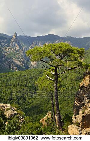 Stock Image - "Laricio Pine (Pinus nigra laricio) on Bavella Pass, Corsica, France, Europe". Fotosearch