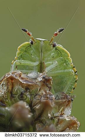 Stock Image - "Larva of the Common Green Shieldbug (Palomena prasina), Hesse, Germany, Europe". Fotosearch
