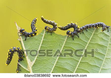 Stock Image - "Larvae of the birch sawfly (Craesus latipes), Burgenland, Austria, Europe". Fotosearch