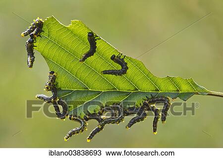 "Larvae of the birch sawfly (Craesus latipes), Burgenland, Austria, Europe" View Large Photo Image Stock Image - "Larvae of the birch sawfly (Craesus latipes), Burgenland, Austria, Europe". Fotosearch