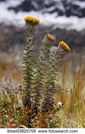 Stock Photo - "Lasiocephalus ovatus, Region Cotopaxi, Ecuador, South America". Fotosearch